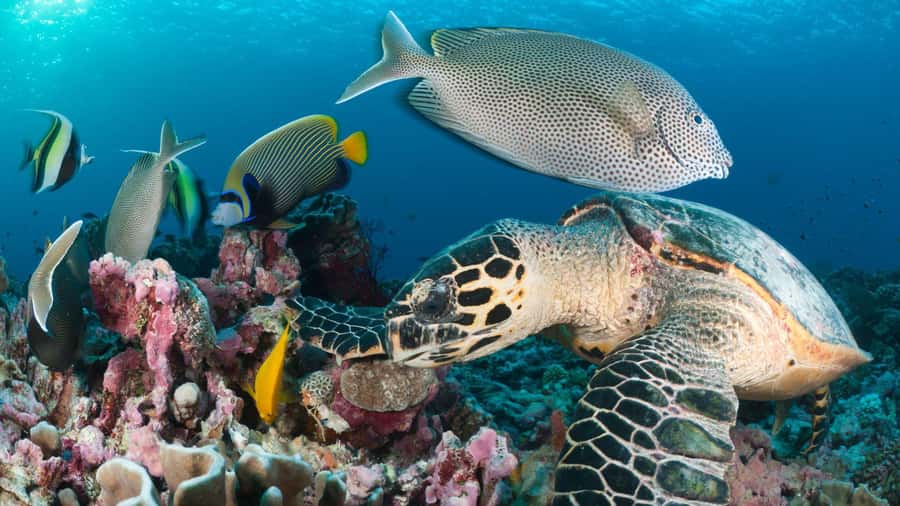 Discover Tumbatu Island: Private Snorkeling Adventure - What the two-hour snorkeling period is really like