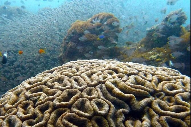 Dolphin and Tumbatu Island Snorkeling Tour with Pickup - Why this Zanzibar boat trip works well