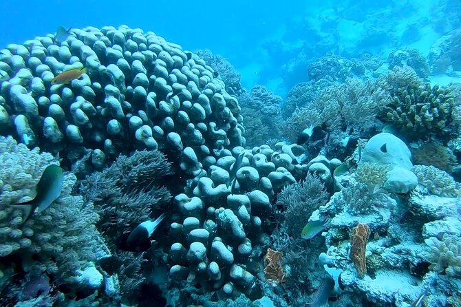 Dolphin and Tumbatu Island Snorkeling Tour with Pickup - Who should book this experience