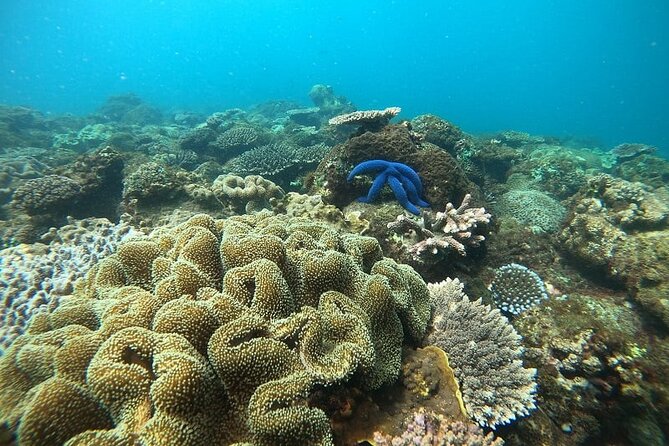 Dolphin and Tumbatu Island Snorkeling Tour with Pickup - Meeting at Mama Mia in Nungwi at 8:00 am