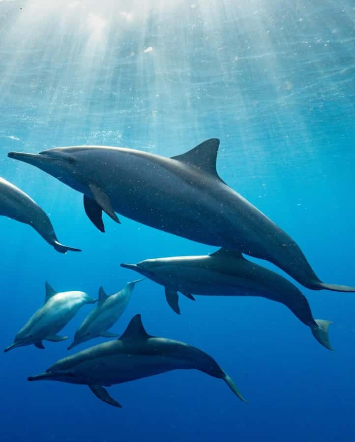 Dolphin tour at kizimkazi and Salaam cave - The second 30-minute ride to Salaam Cave