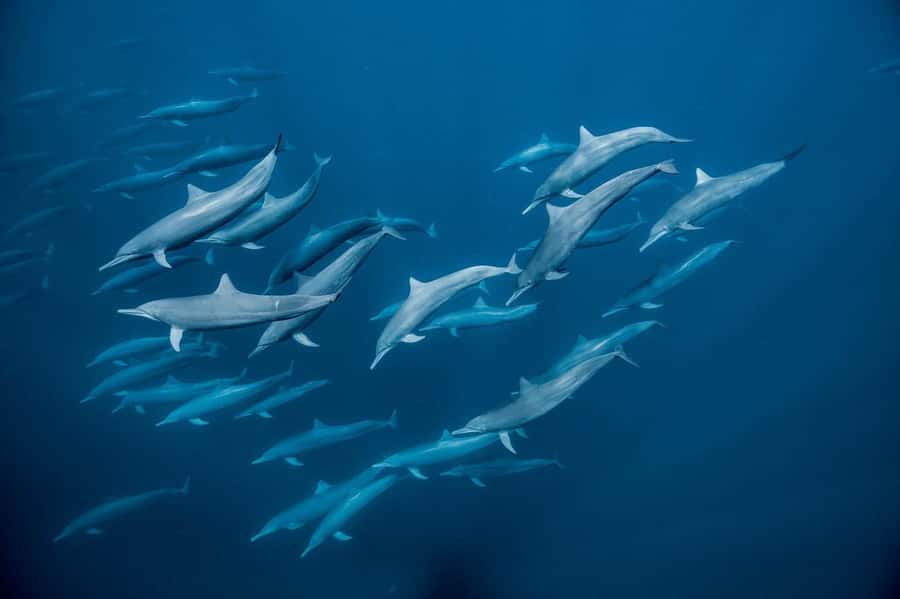 Dolphin tour at kizimkazi and Salaam cave - Timing, transport, and private-group value