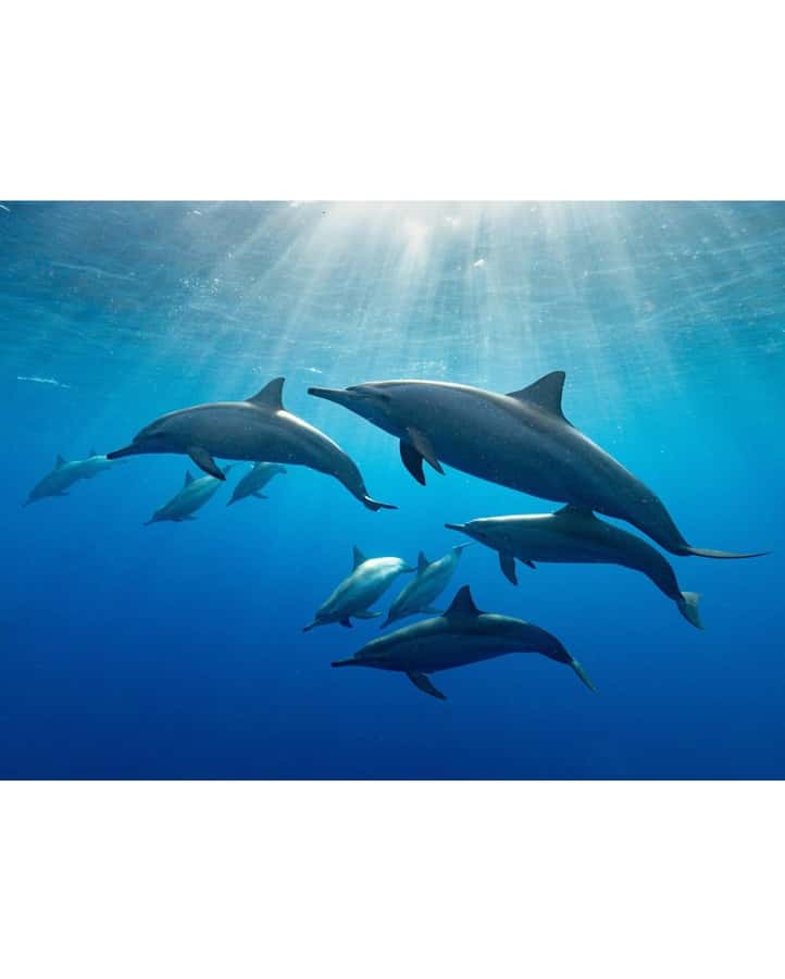 Dolphin tour at kizimkazi and Salaam cave - The 30-minute speedboat ride to Kizimkazi