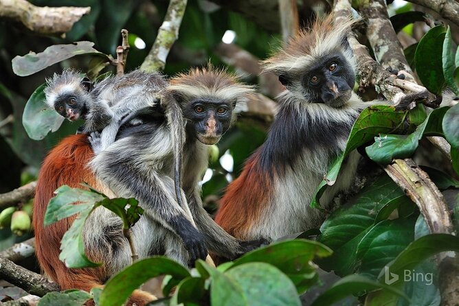 Dolphin tour, Jozani Forest, Jambiani Kuza Cave, Paje Beach &The Rock restaurent - Key points to know before booking