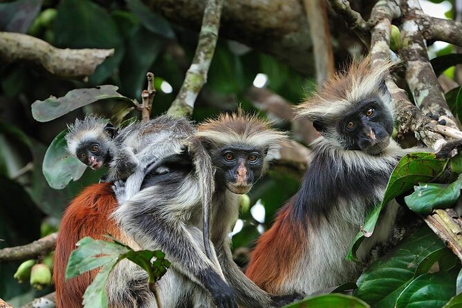 Dolphin tour, Jozani Forest, Jambiani Kuza Cave, Paje Beach &The Rock restaurent - Red colobus monkeys in Jozani Forest