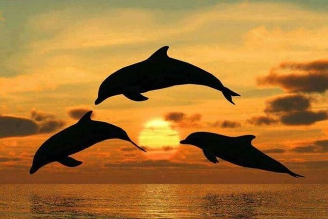 Dolphin tour, Jozani Forest, Jambiani Kuza Cave, Paje Beach &The Rock restaurent - The private guide and vehicle make a difference
