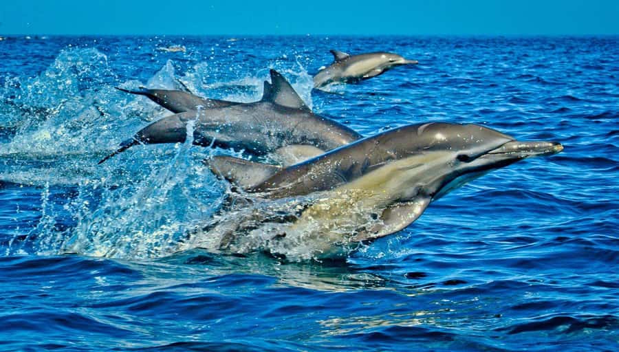 Dolphin Tour, Jozani Forest, Prison Island, Island Pongwe - Four Zanzibar highlights packed into one long day