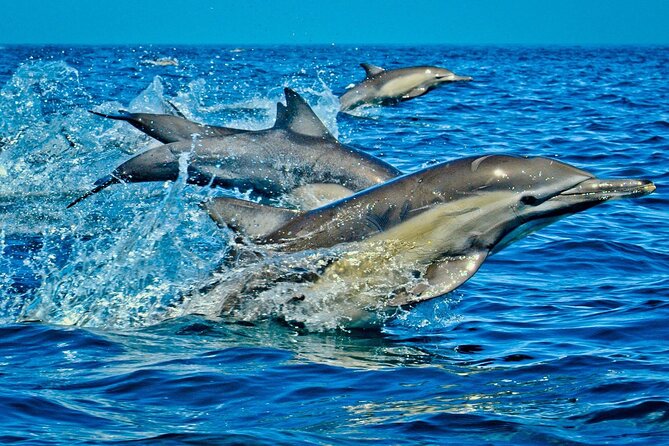 Dolphin Tour, Jozani Forest Tour, Kuza Cave Tour, Paje Beach,The Rock Restaurant - Kuza Cave near Jambiani