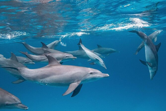 Dolphin Tour, Jozani Forest Tour, Kuza Cave Tour, Paje Beach,The Rock Restaurant - Guides, drivers, and the private format