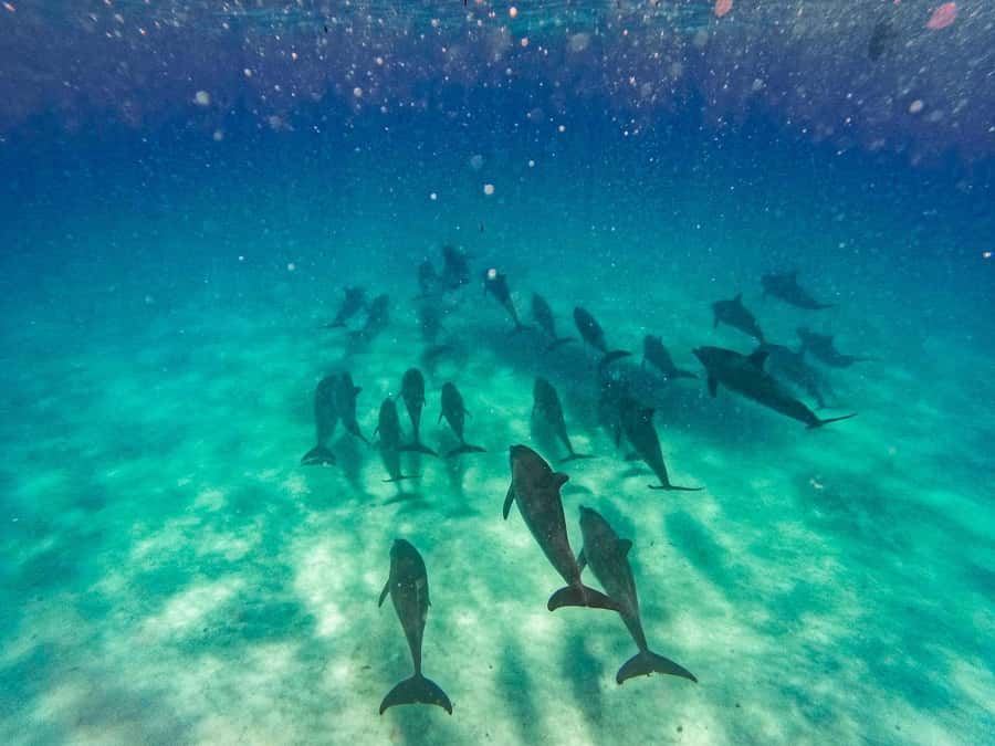 Dolphins tour and turtles swimming in kizimkazi - The 30-minute speedboat ride to Kizimkazi Mkunguni
