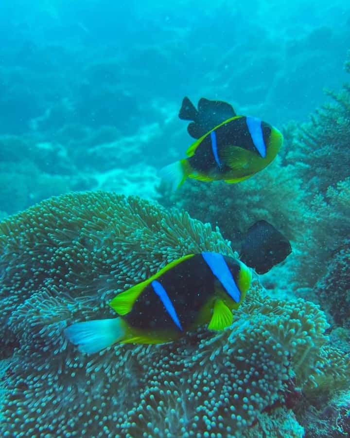 Dolphins tour + mnemba island snorkeling + salaam turles - The Mnemba sandbar and private-island question