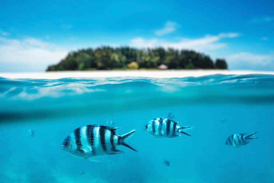 Dolphins tour + mnemba island snorkeling + salaam turles - Guides, drivers, and language choices