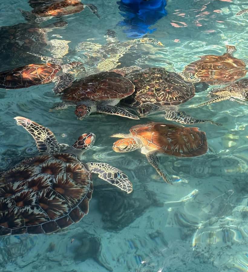 Dolphins tour + mnemba island snorkeling + salaam turles - Group size and the private-tour advantage