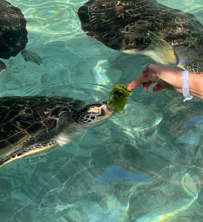 Dolphins tour + mnemba island snorkeling + salaam turles - Food, comfort, and what to bring