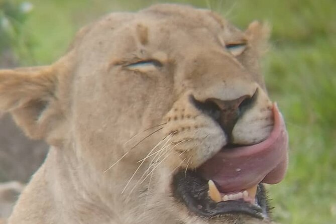 Elephant Safari Tanzania 4 Days **Sustainable Approach to Travel - Why the Ngorongoro Crater is a strong opening