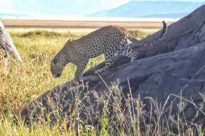 Elephant Safari Tanzania 4 Days **Sustainable Approach to Travel - The final morning and the long road back