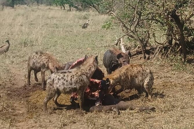 Elephant Safari Tanzania 4 Days **Sustainable Approach to Travel - What the $1,500 price really covers