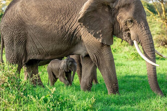 Elephant Safari Tanzania 4 Days **Sustainable Approach to Travel - The small-group and sustainability angle