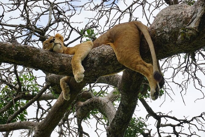Elephant Safari Tanzania 4 Days **Sustainable Approach to Travel - Guides, vehicle comfort, and daily pace