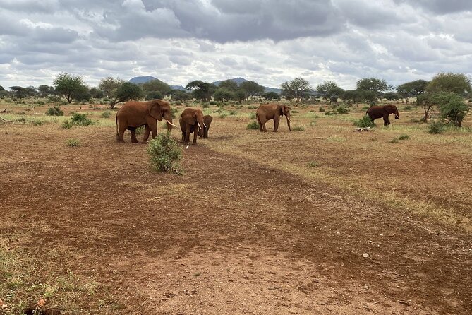 Elephant Safari Tanzania 4 Days **Sustainable Approach to Travel - A full day among Serengeti wildlife