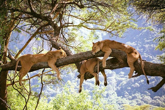Elephant Special Serengeti & Ngorongoro Crater 5 Days / 4 Nights - What this five-day safari is really offering