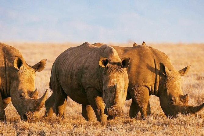 Elephant Special Serengeti & Ngorongoro Crater 5 Days / 4 Nights - Day three: a full day on the Serengeti plains