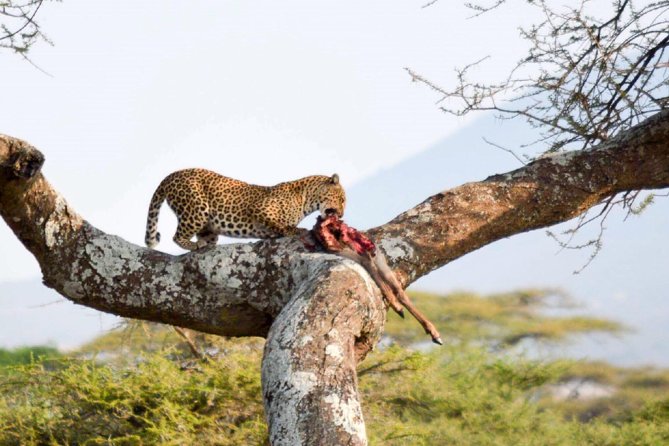 Embark on a 5-day camping safari adventure. - Day five: the Ngorongoro Crater finale