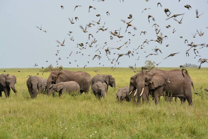 Embark on a 5-day camping safari adventure. - Day two: crossing to the Serengeti
