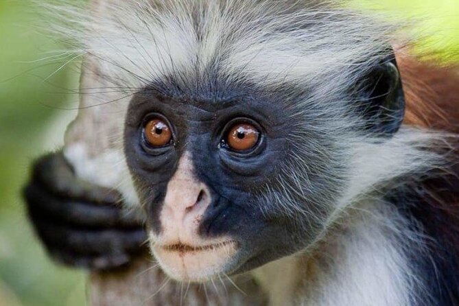 Exclusive Full-Day Zanzibar Adventure: Jozani Forest, Hidden Gems - Key points to know before booking