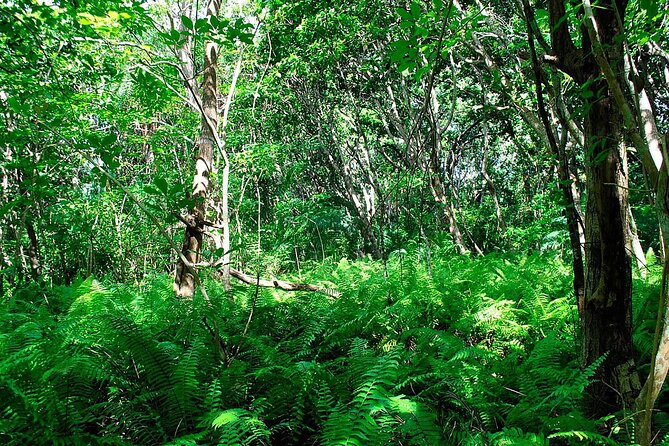 Exclusive Full-Day Zanzibar Adventure: Jozani Forest, Hidden Gems - The Rock Restaurant: famous views, no included meal