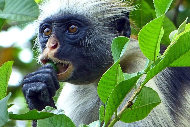 Exploring the Hidden Gems of Zanzibar - Key points to know before booking
