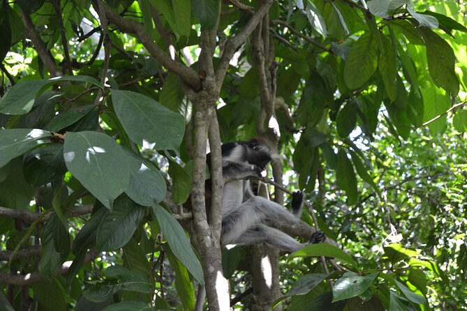 Exploring the Hidden Gems of Zanzibar - What private transport adds to the day