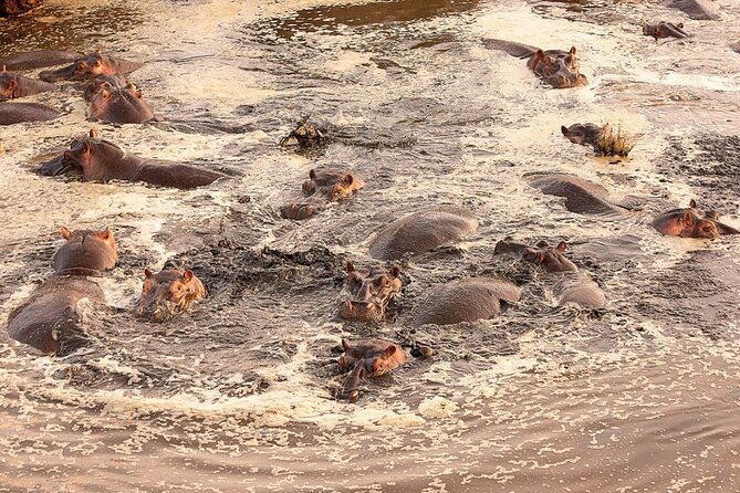 Extraordinary Hot air Bolloon ride in Serengeti | BURIGI CHATO SAFARIS CO L.T.D - Watching the balloon rise at Maasai Copjes