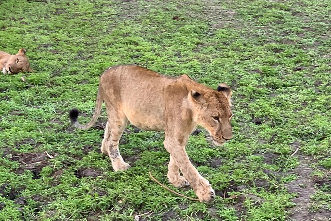 Flight Package Zanzibar to Nyerere National Park (Selous GR) 3 Days 2 Nights - Day 2: Walking, Mloka Village, and the Rufiji River