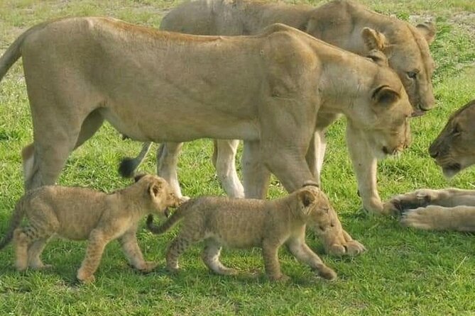 Flight Package Zanzibar to Nyerere National Park (Selous GR) 3 Days 2 Nights - Day 3: Maasai culture before the flight home