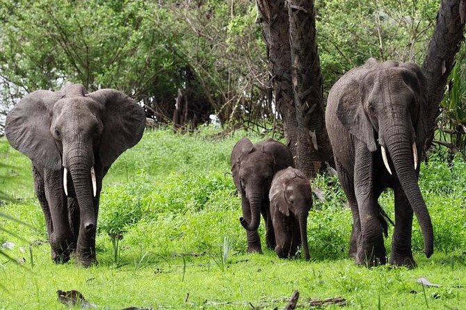 Flight Package Zanzibar to Nyerere National Park (Selous GR) 3 Days 2 Nights - What the $1,085 price really buys