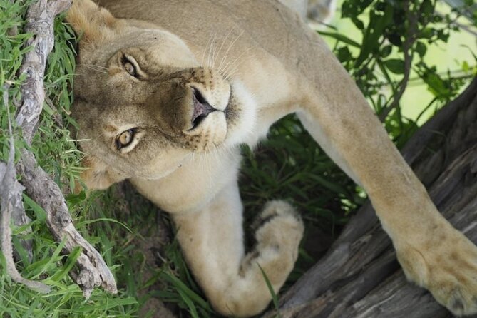 Flight Package Zanzibar to Nyerere National Park (Selous GR) 3 Days 2 Nights - Timing, comfort, and small practical concerns