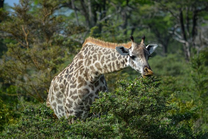 From Arusha : 11-day Amazing North Tanzania safari tour - Day 2: Arusha National Park starts with variety