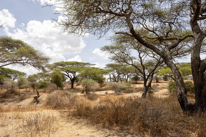 From Arusha : 11-day Amazing North Tanzania safari tour - Day 5: Lake Eyasi adds a cultural choice