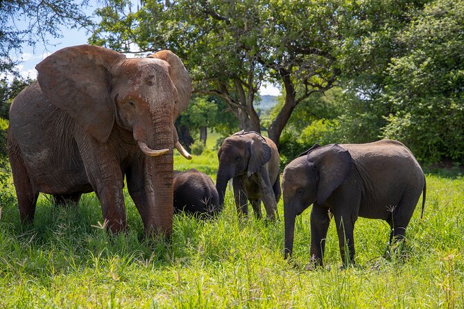 From Arusha: 11 Days famous Serengeti Inside out safari trip - Days 5 to 8: Four ways to experience Serengeti