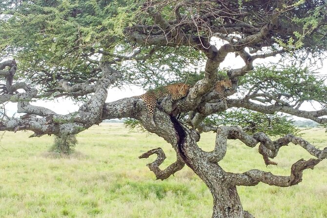 From Arusha: 11 Days famous Serengeti Inside out safari trip - Day 10: Tarangire’s elephants and baobab country