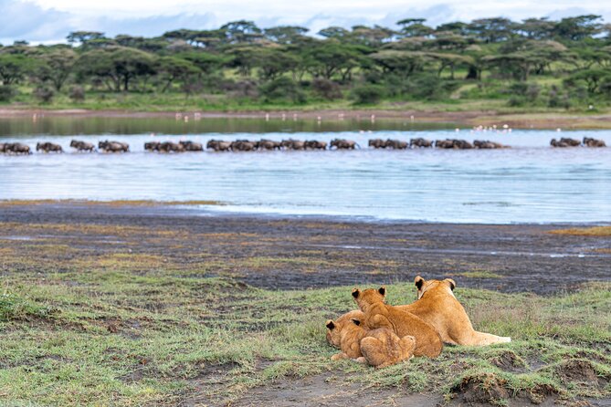 From Arusha: 11 days The Classics Northern Tanzania safari - Day 3: Lake Manyara’s forest and tree-climbing lions