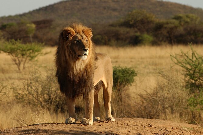 From Arusha: 11 days The Classics Northern Tanzania safari - Day 4: Ndutu and the Ngorongoro region