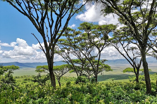 From Arusha: 11 days The Classics Northern Tanzania safari - Days 5 to 7: Three days in the Serengeti