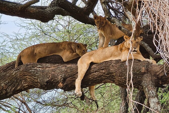 From Arusha : 11 days The Complete Africa Safari North Tour - Starting gently in Arusha