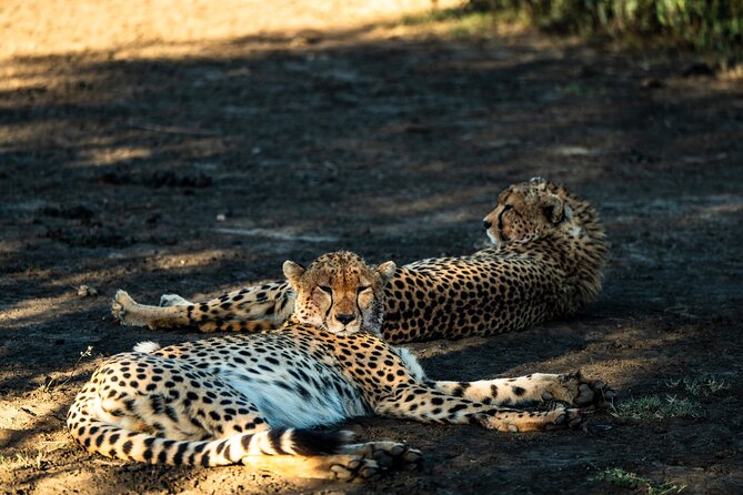 From Arusha : 11 days The Complete Africa Safari North Tour - Three nights in the Serengeti