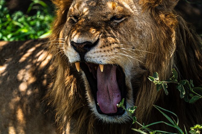 From Arusha : 11 days The Complete Africa Safari North Tour - What the $3,915 price includes