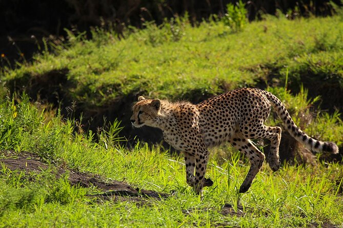 From Arusha : 3 Days Private Safari Tarangire N.P and Serengeti - Day 1: Arusha to Tarangire’s baobabs