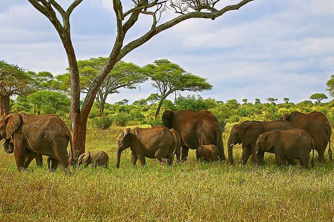 From Arusha : 3 Days Private Safari Tarangire N.P and Serengeti - Day 2: Through Maasai country toward the Serengeti