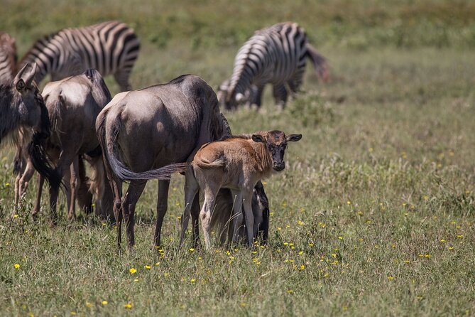 From Arusha: 5 Days Classic Safari Cats, Calves & Crater - Day 3: A full day with the Ndutu predators